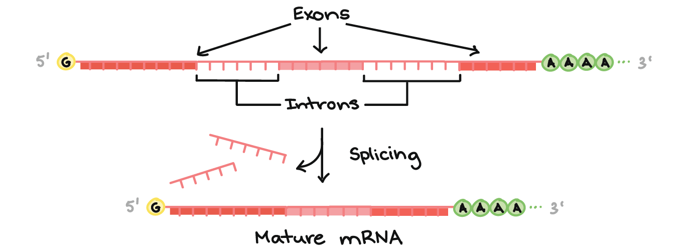 <p>The modifications made to mRNA before it exits the nucleus, including removal of introns and adding a 5' cap and poly-A tail.</p>