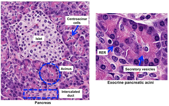 <p>islets of langerhans; small clusters of endocrine cells within the pancreas that play a crucial role in regulating blood sugar levels; composed of beta, alpha and delta cells (mostly beta)</p>