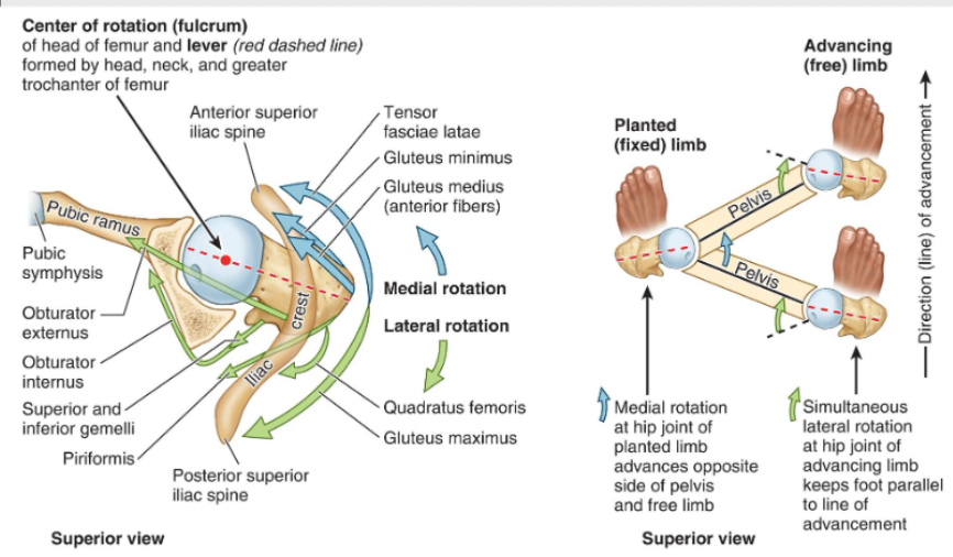 <p>When walking the advancing limb moves in lateral rotation and the planted limb moves in medial rotation, if hips didnt rotate you couldnt walk well.</p>