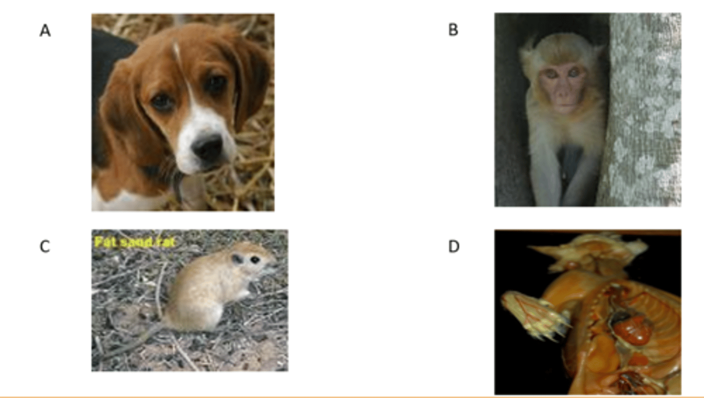 <p>Which one is covered by AWA but NOT PHS?</p>