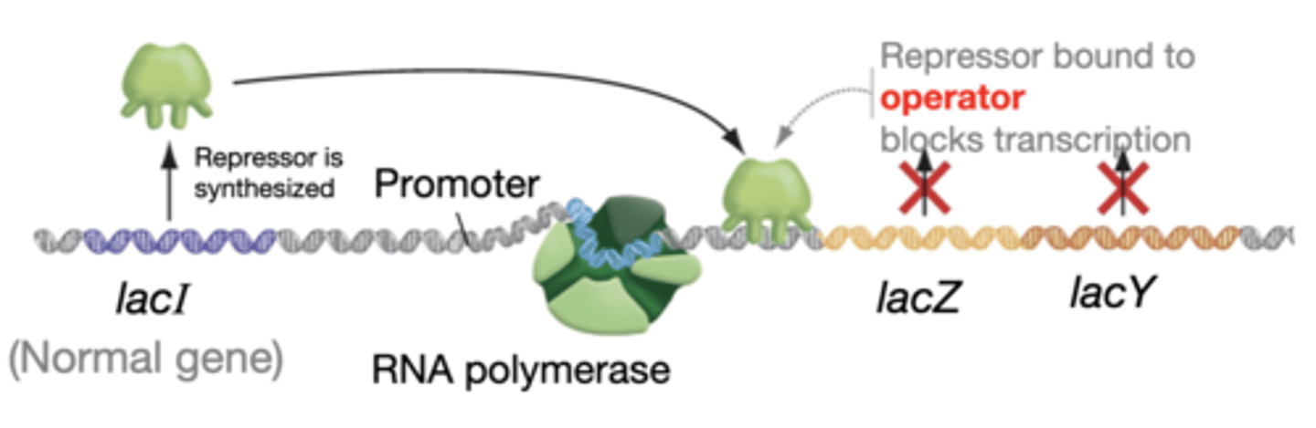 <p>-repressor is active and binds to DNA</p><p>-transcription blocked</p>