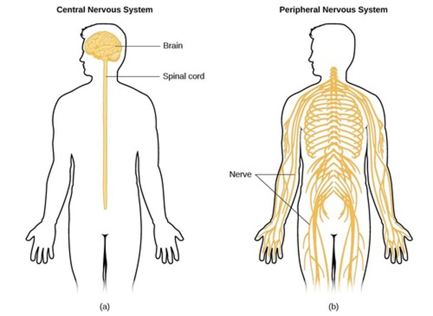 <p>The Central Nervous System consists of the brain and spinal cord, responsible for processing information and coordinating responses.</p>