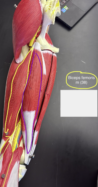 <p>Biceps femoris muscle. This muscle extends the thigh and flexes the leg.</p><ul><li><p>The origin is the ischial tuberosity</p></li><li><p>The insertion is the lateral condyle of the tibia.</p></li></ul>