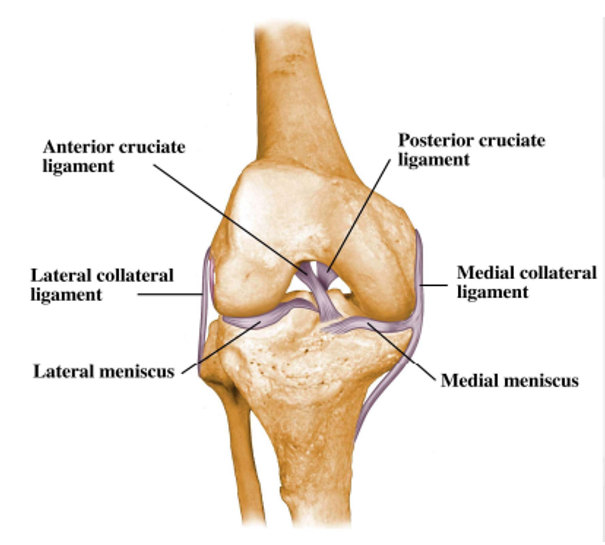 <ol><li><p>Anterior cruciate ligament</p></li><li><p>Posterior cruciate ligament</p></li><li><p>Lateral collateral ligament</p></li><li><p>Medial collateral ligament</p></li><li><p>Lateral menisci</p></li><li><p>Medial menisci</p></li></ol><p></p>