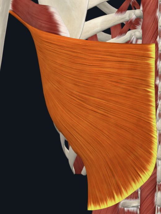 <p>What muscle is this (specific)</p>