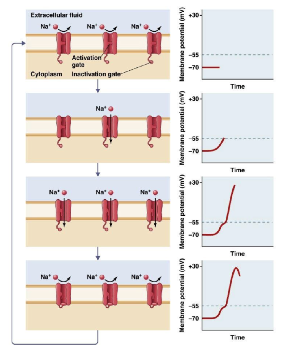 <p>intrinsic inactivation</p>