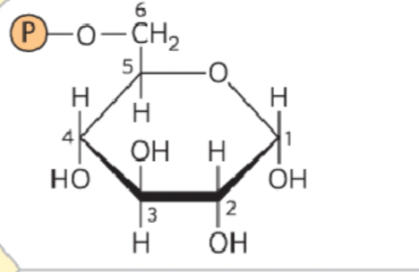 <p>What structure is this?</p>