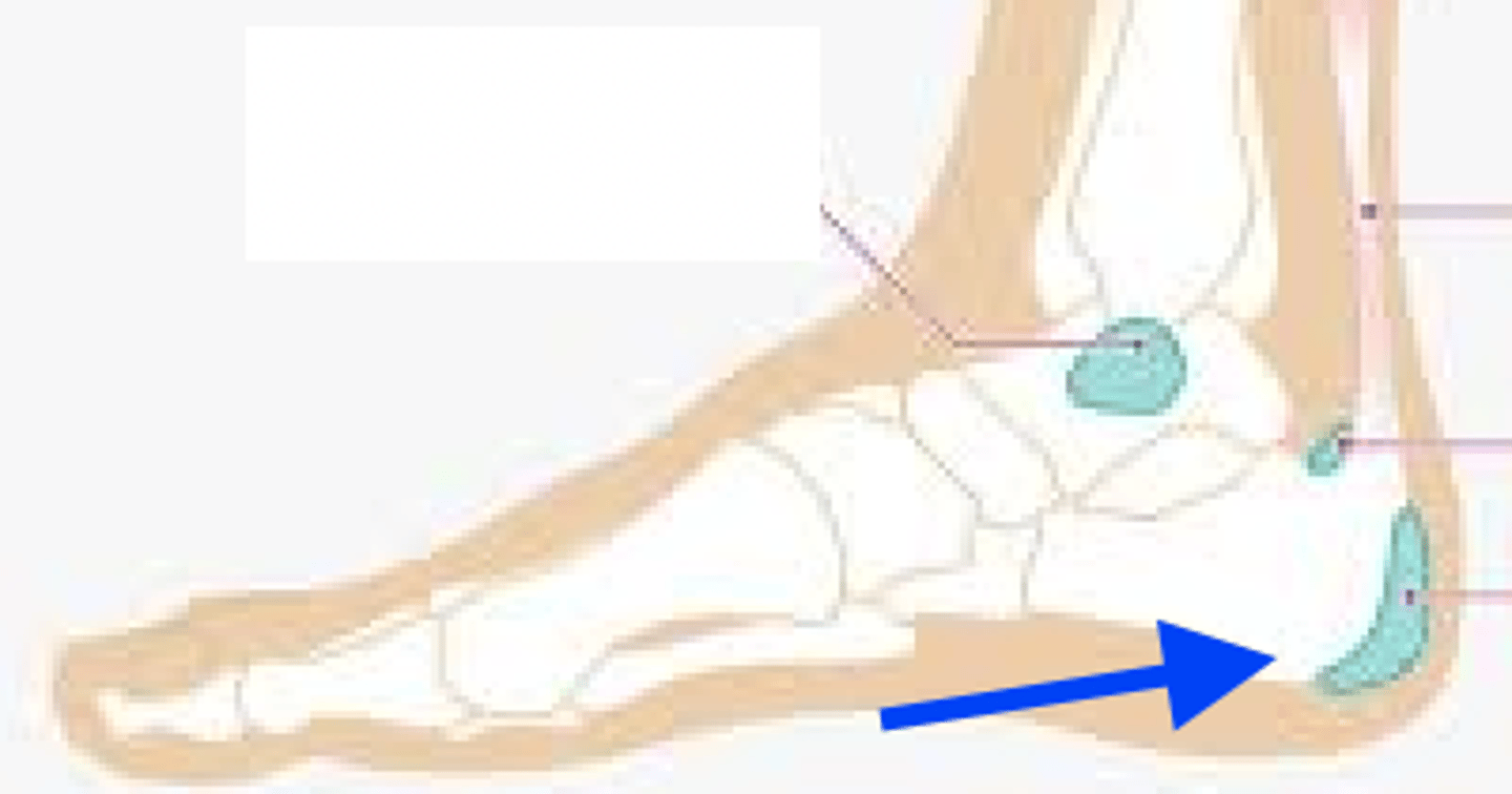 <p>identify, function</p>