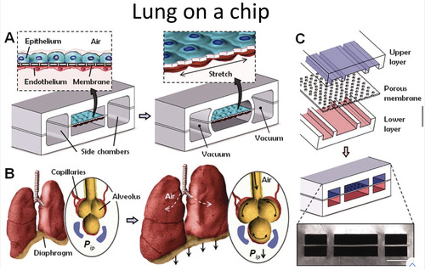 <p>Attach side chambers to vacuum = stretch tissue</p><p>(mimics alveoli stretching)</p><p>can measure stretch by viewing movement of pores on the membrane (under microscope)</p>