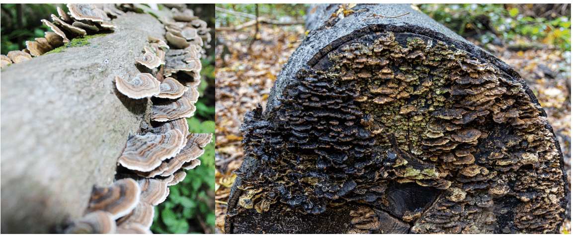 <p>Trametes Versicolor</p>