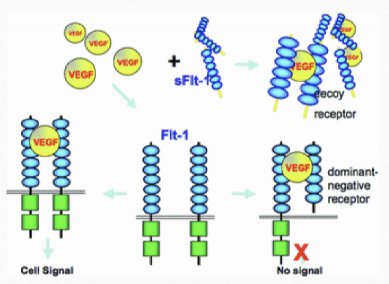 <p>It is a anti-angiogenic factor. It works by binding to VEGF and prevents its function. </p>