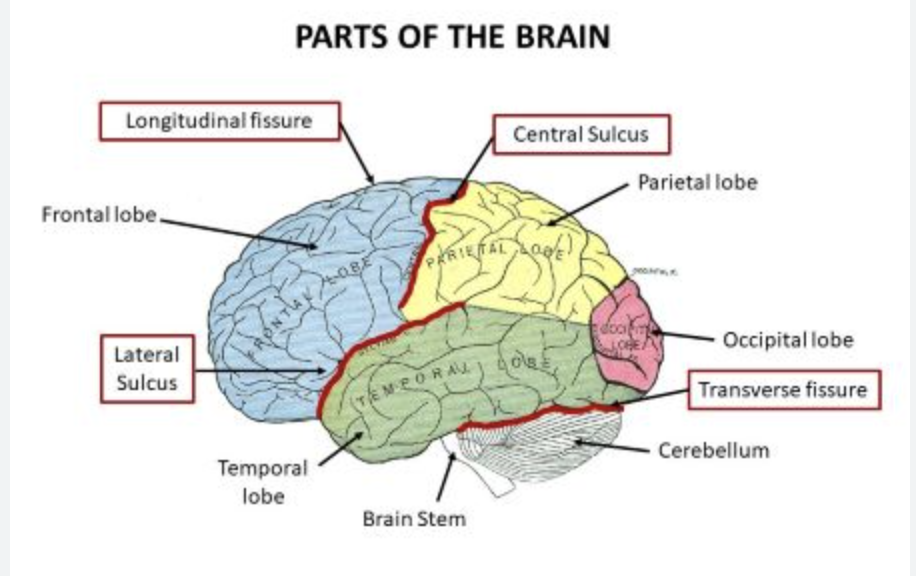 <p>divides the cerebrum from the cerebellum</p>