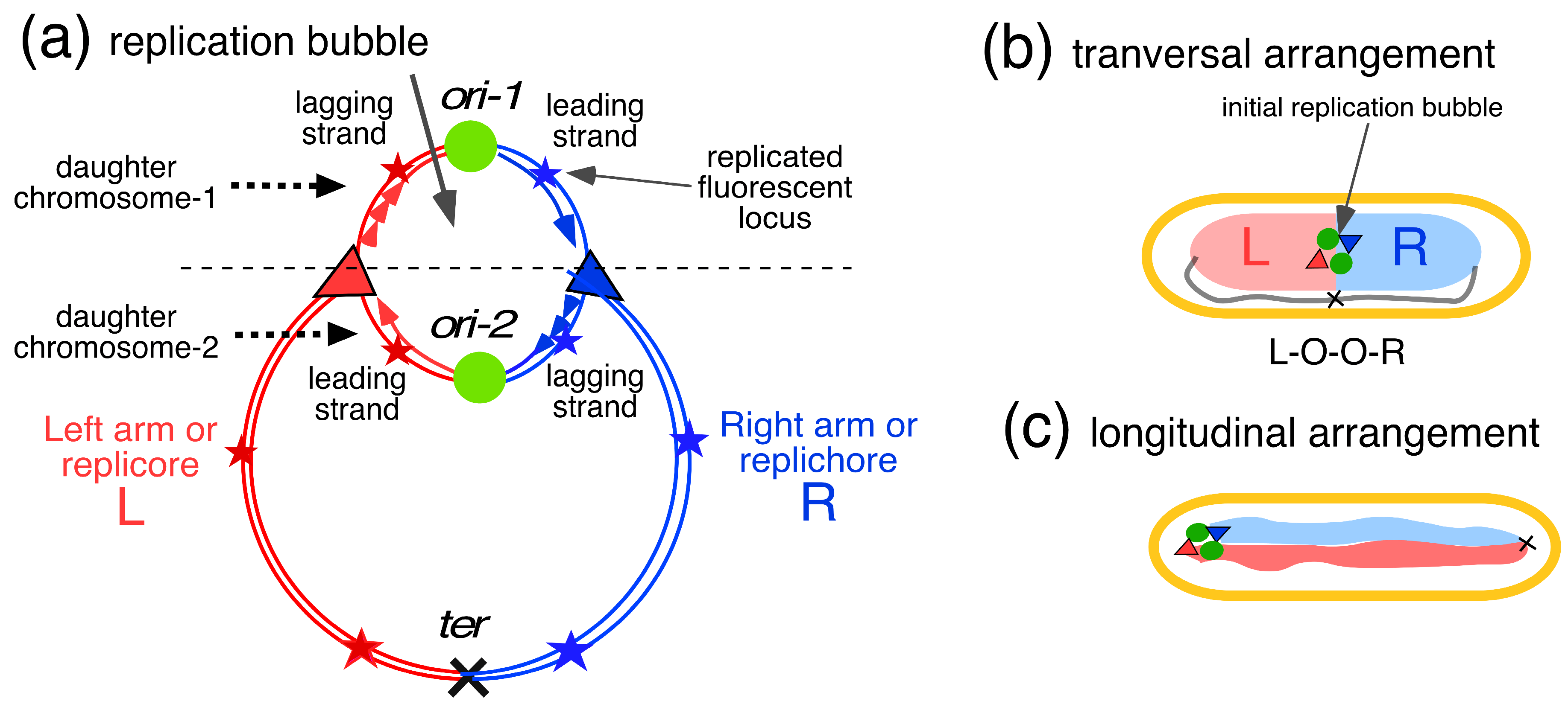 <ol><li><p>The origin of replication</p></li><li><p>OriC </p></li><li><p>A specific 245 bp long sequence</p></li></ol><p></p>