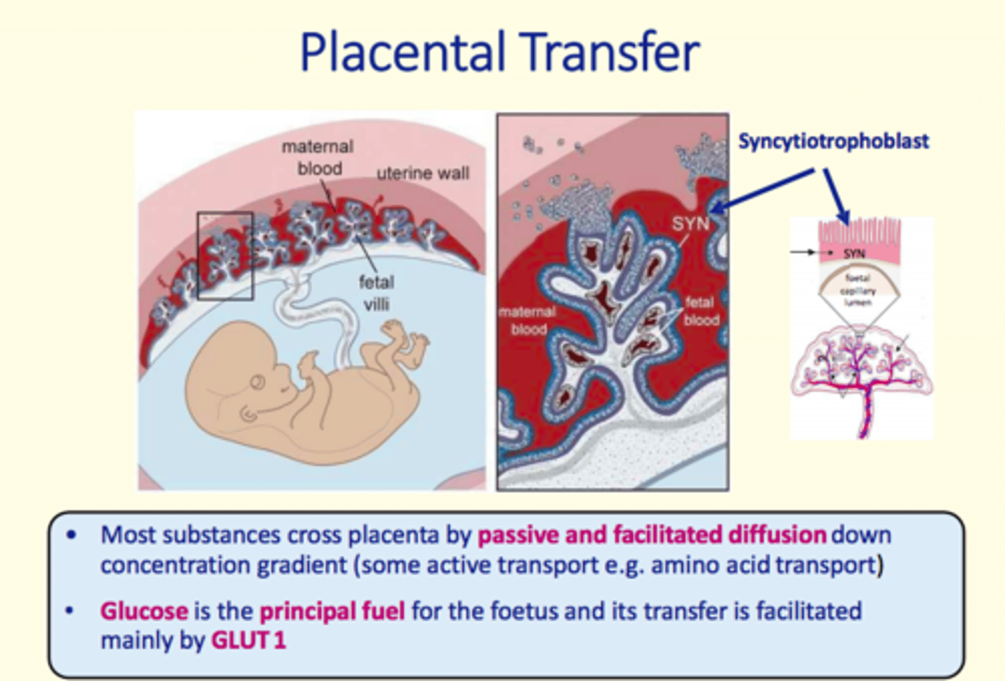 <p>GLUT1 transporter</p>