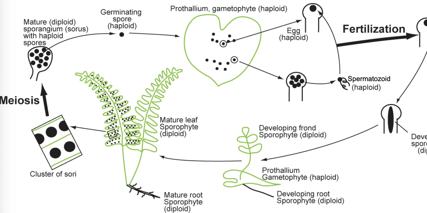 <ul><li><p>mature leaf sporophyte</p></li><li><p>mature root sporophyte</p></li><li><p>mature sporangium</p></li><li><p>developing frond sporophyte</p></li><li><p>prothallium</p><p></p></li></ul><p></p>