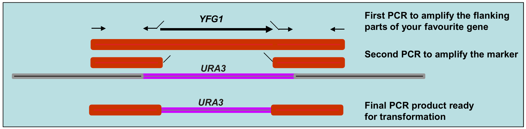 <p>To knock out a gene, you need to replace it with a marker, and the yeast must be able to recognize the DNA as homologous and swap it in.</p><p>This is done by flanking the marker with regions that match the sequences upstream and downstream of the target gene (i.e. knocked out gene).</p><p><strong><u>How is this done?</u></strong></p><p><strong>Technique 1</strong></p><ul><li><p>The upstream and downstream flanking sequences of the genes are PCR amplified.</p></li><li><p>They are then fused to a selectable marker (e.g. URA3) in a second PCR reaction.</p></li><li><p>The primers used to amplify the marker must have extra sequences at their 5’ ends that match the flanking regions of the gene you are deleting.</p></li></ul><p><strong>Technique 2</strong></p><ul><li><p>It can also be done in one PCR reaction, where only the marker is amplified.</p></li><li><p>Recombination is mediated by the primer sequences.</p></li></ul><p></p>