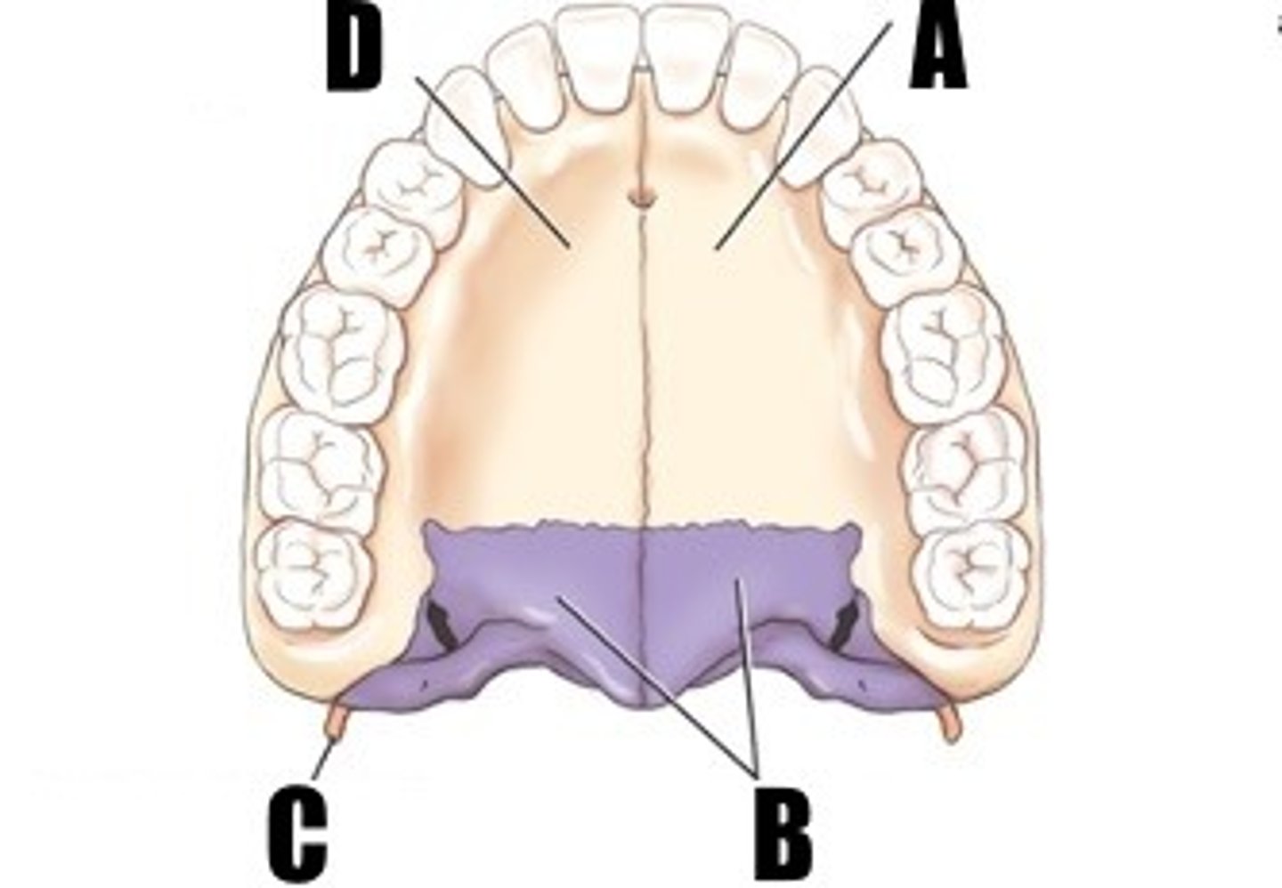 <p>what part of bone is A (L or R)</p>