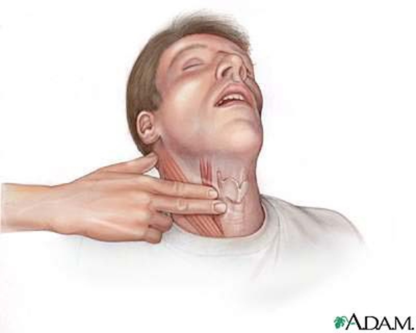<p>place your index and middle fingers into the groove of the neck next to the voice box to feel the carotid artery pulse</p>
