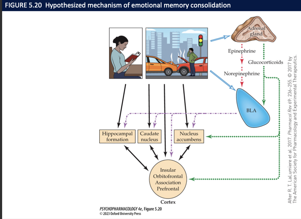 <p><strong>↑ LC NE + adrenal EPI/cortisol</strong> engages <strong>amygdala (BLA)</strong> → boosts <strong>hippocampus/PFC consolidation</strong>.</p>
