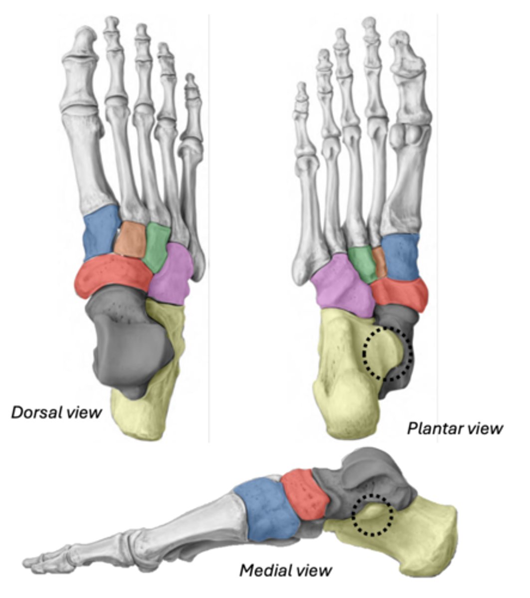 <p>ankle bone (articulates with tibia)</p><p>GREY</p>