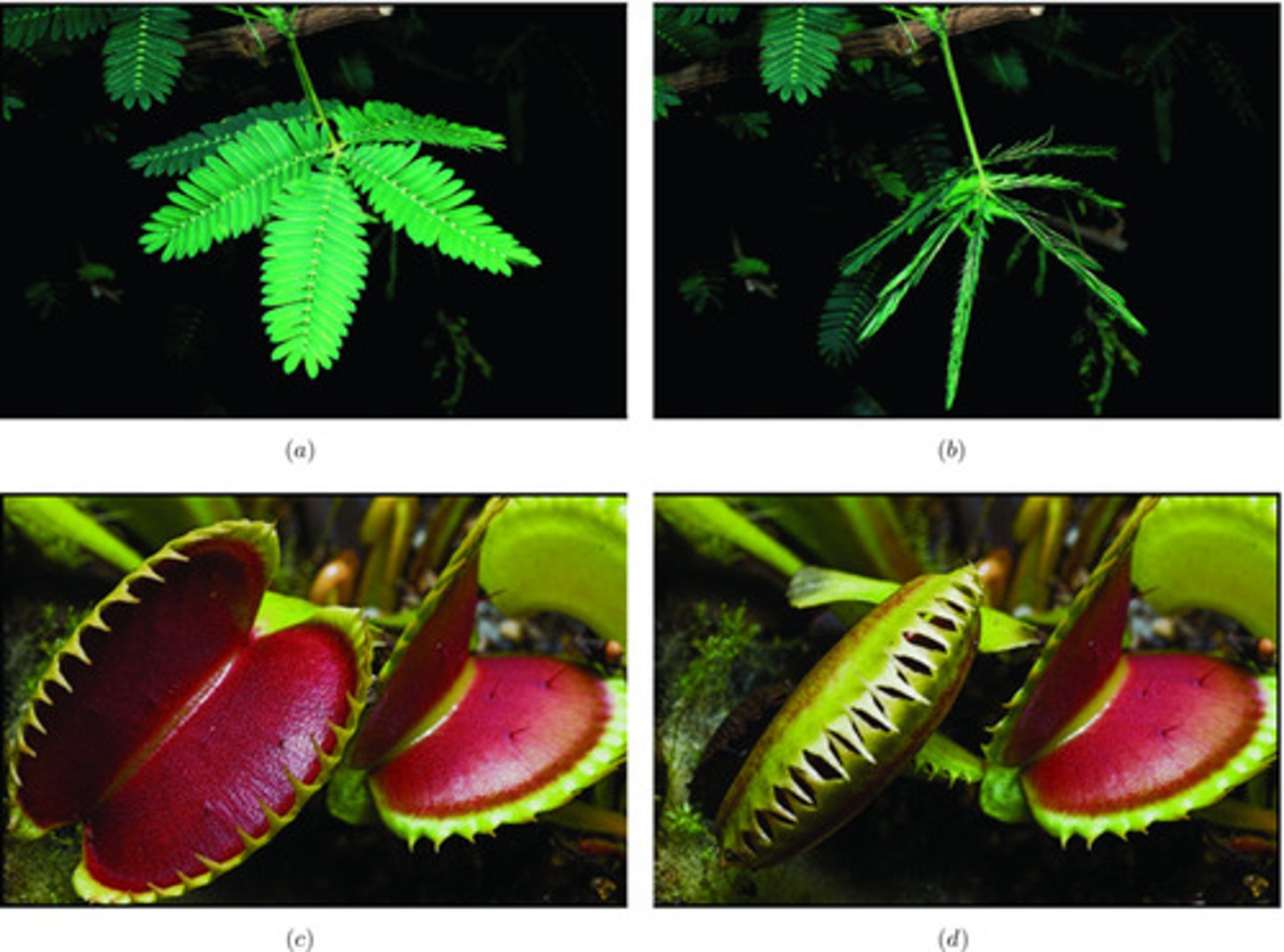 <p>Response of plant to stimulus; its direction of growth is independent of stimulus; can be due to turgor pressure</p><p>Sleep mvmts = leaves droop at night (turgor pressure)</p>