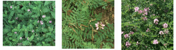 <p>weight loss,depression, ataxia</p>