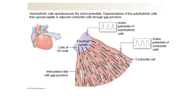 <p>Non-Conducting Cells</p>