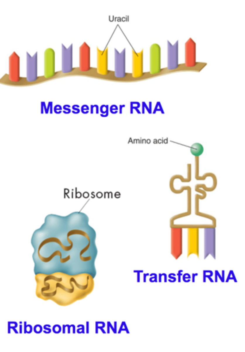 <p>mRNA</p><p>rRNA</p><p>tRNA</p>