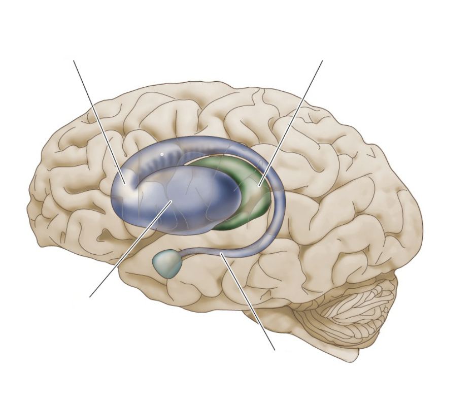 <p>Rostral portion of the caudate nucleus.</p>