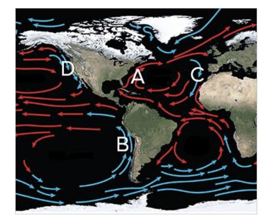 <p>Which of the following shows the location of the Gulf Stream?</p>