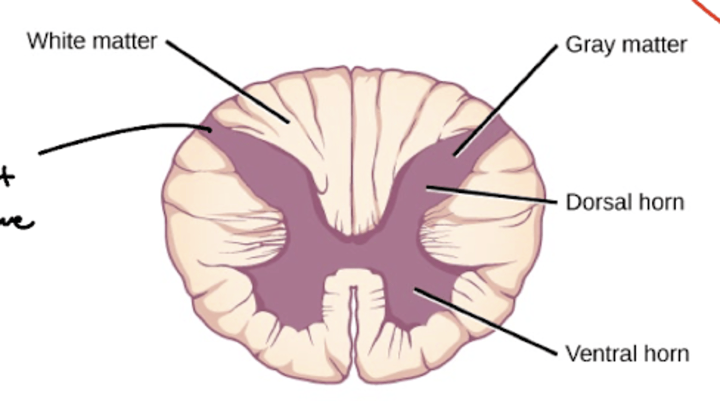 <p>horns</p>
