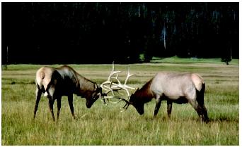 <p>a group of evolved responses that animals use to protect themselves from perceived threats such as freezing, flight, alarm calls, distraction displays, hiding, or defensive aggression.</p>