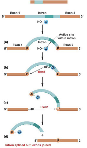 <p>RNA capable of splicing themselves; are autocatalytic. Will splice out introns and ligate them back together. -rRNA is autocatalytic -protozoans, mitochondria, chloroplasts, and introns are autocatalytic -nuclear mRNA is not autocatalytic! It requires a number of proteins</p>