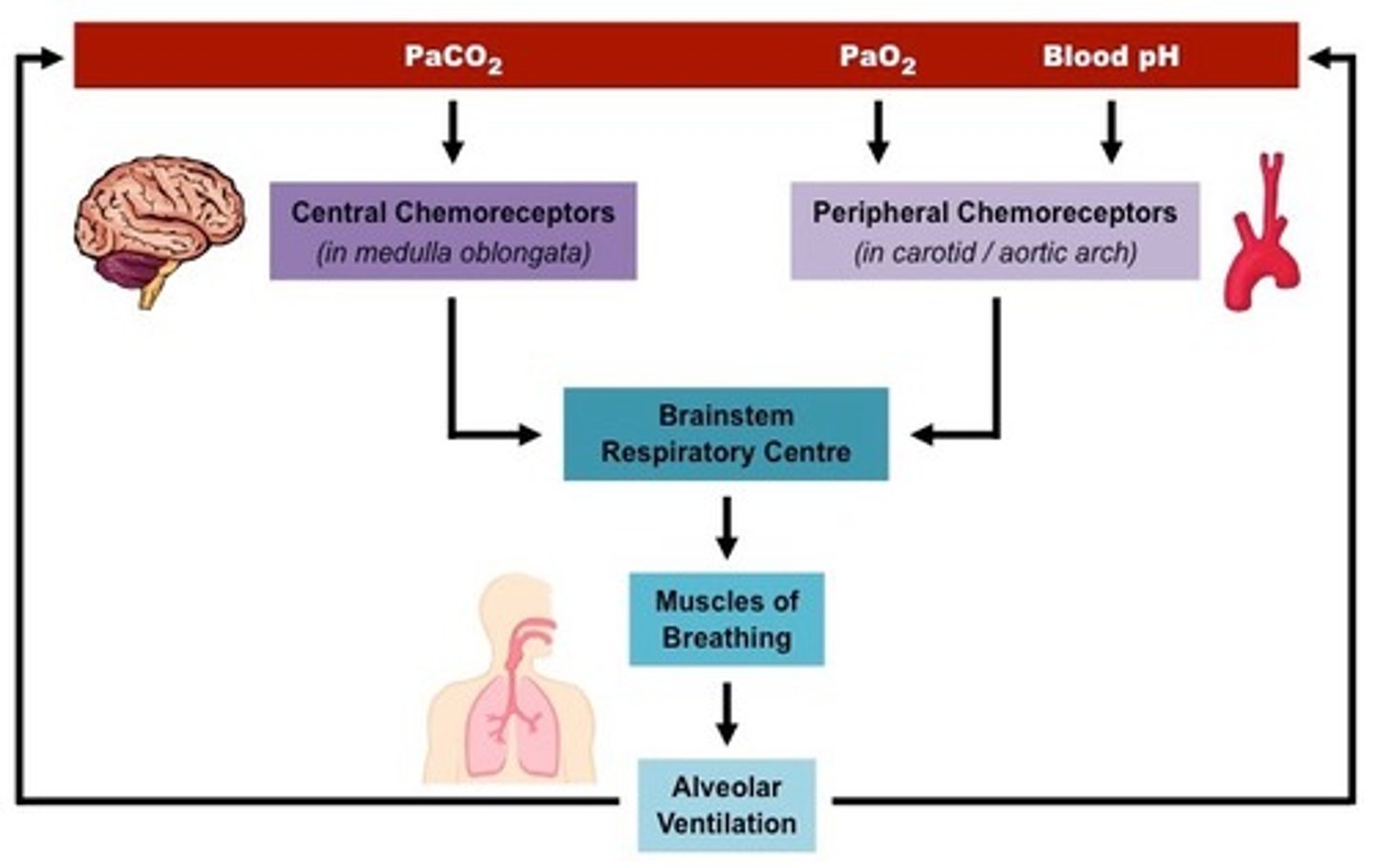 <p>chemical sensors in the brain and blood vessels that identify changing levels of pH, oxygen and carbon dioxide</p>