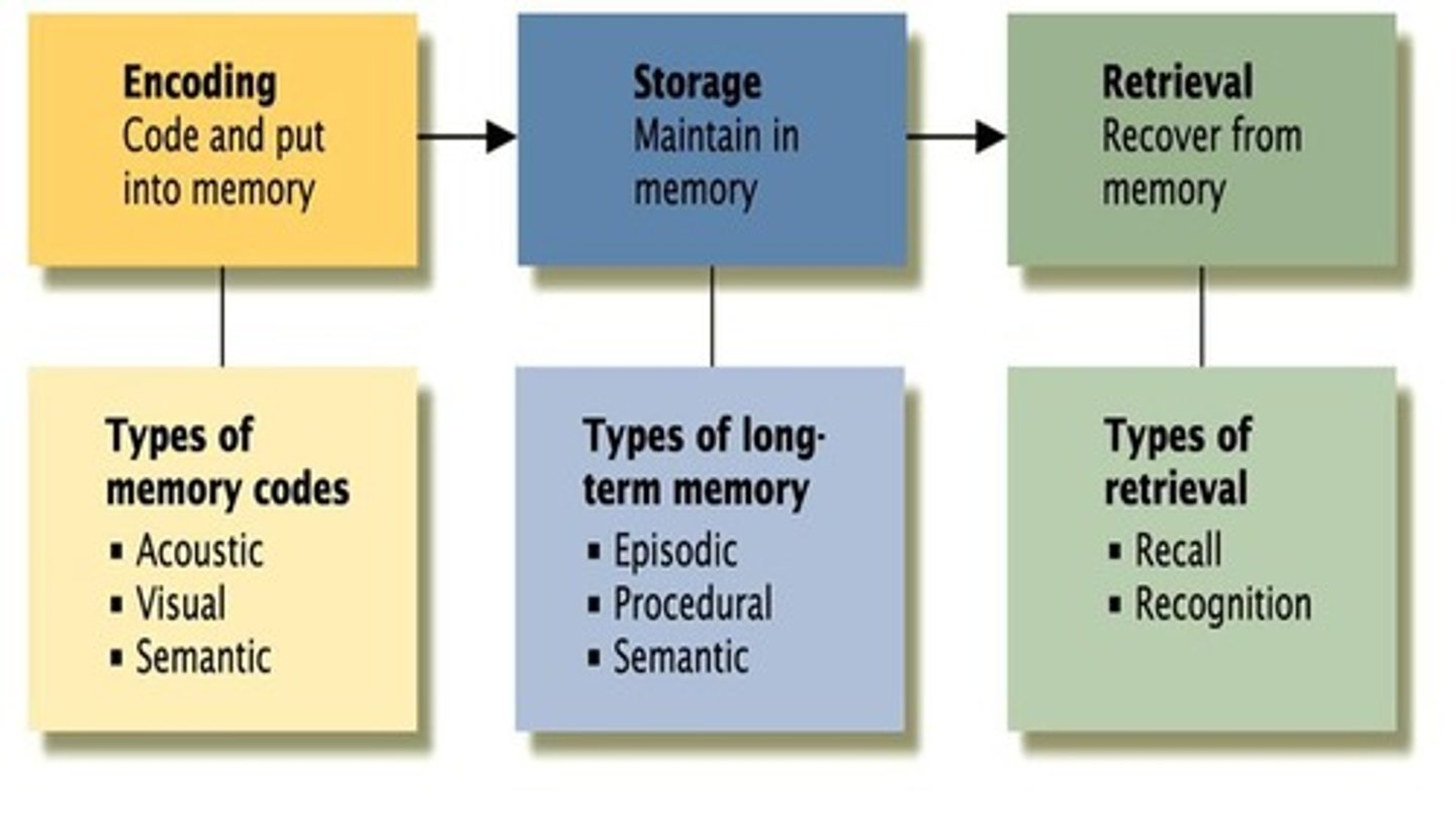 <p>Encoding, storage, and retrieval.</p>