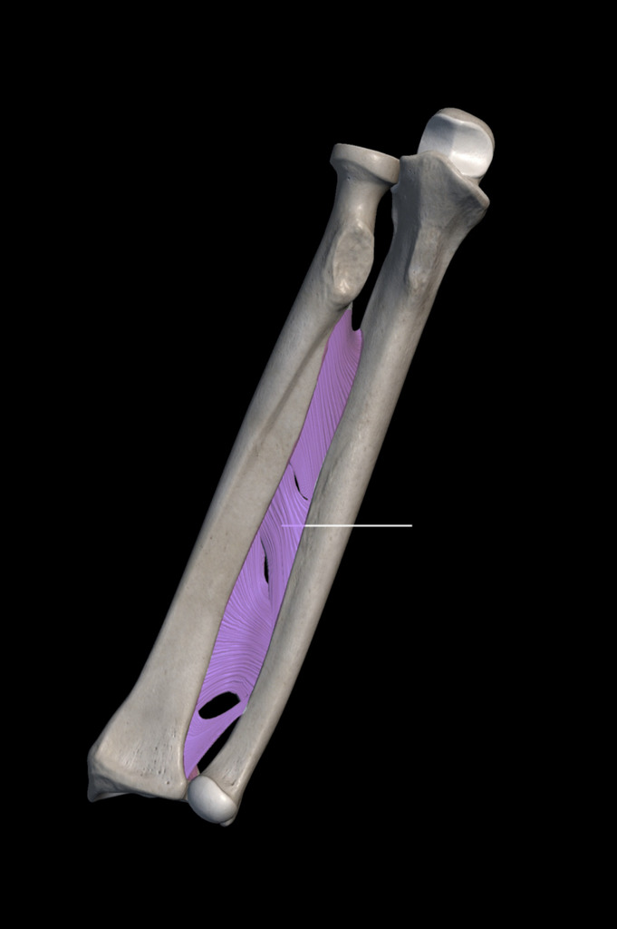 <p>Joint btw radius and ulna (inter)</p>