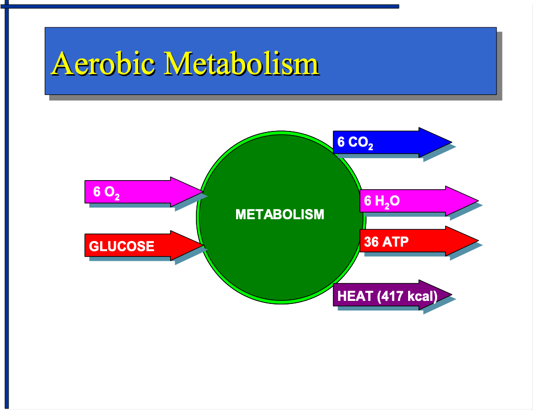 <p>602+ GLUCOSE = 6C02+6H2O+32 ATP+ HEAT (417 KCAL)</p>