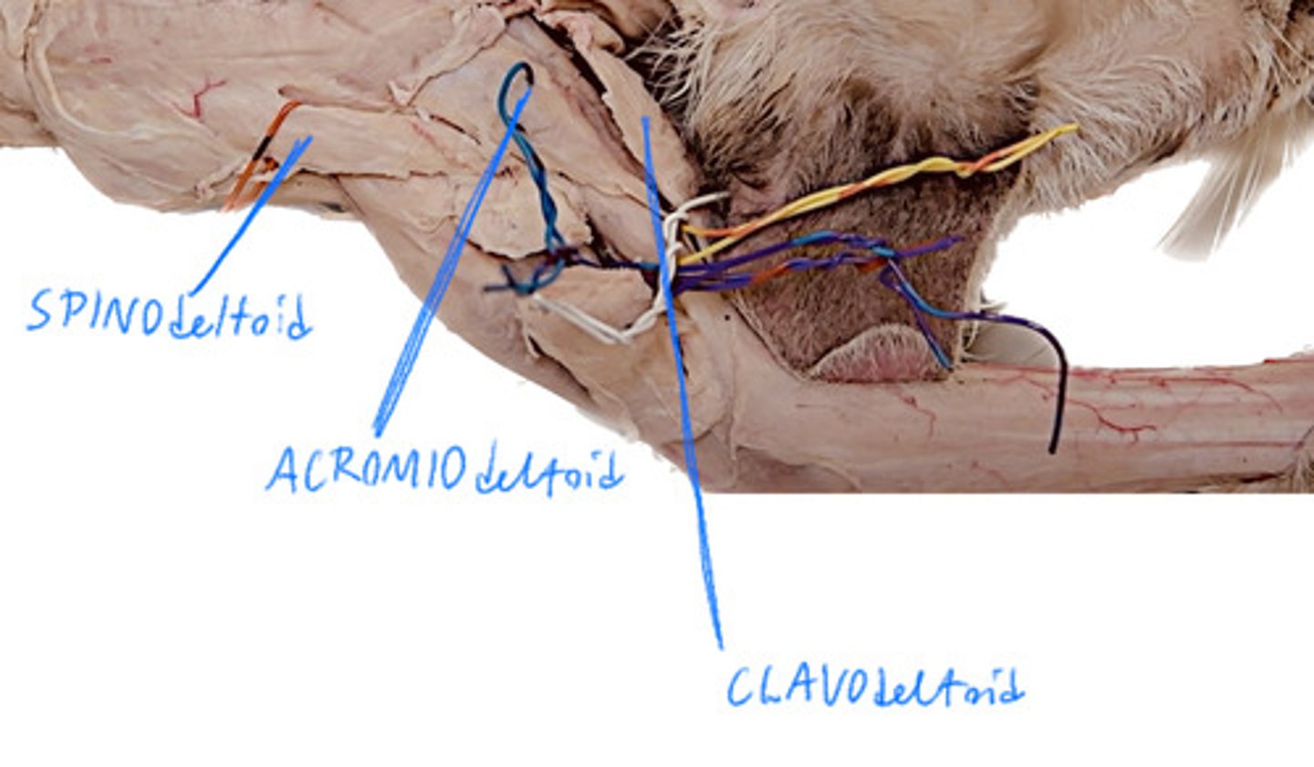<p>Behind the Acromiodeltoid</p>