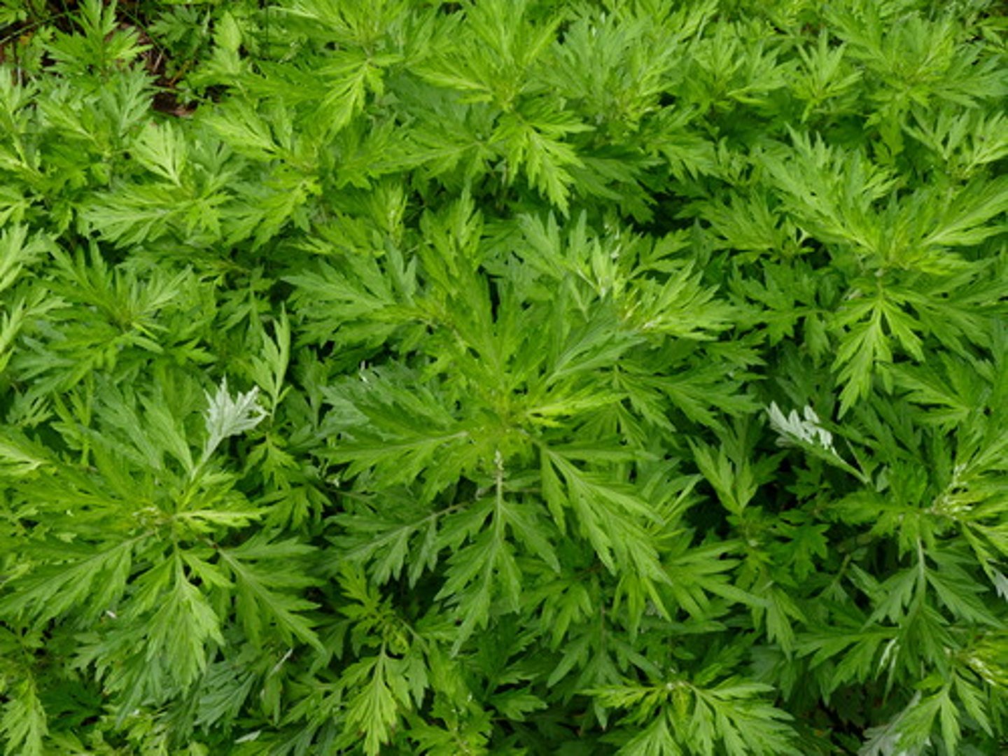 <p>Deeply divided aromatic leaves, dark green above, silvery beneath; invasive; campus, HMF.</p>