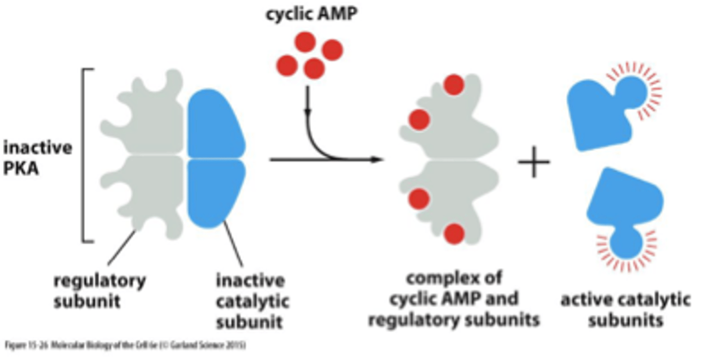 <p>cyclic adenosine monophosphate </p><p>binds to PKA and activates it - binds to the regulatory subunit of PKA and that releases the active catalytic subunits</p><p>activates protein kinase A</p>