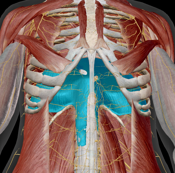 <p>name the muscle + action</p>