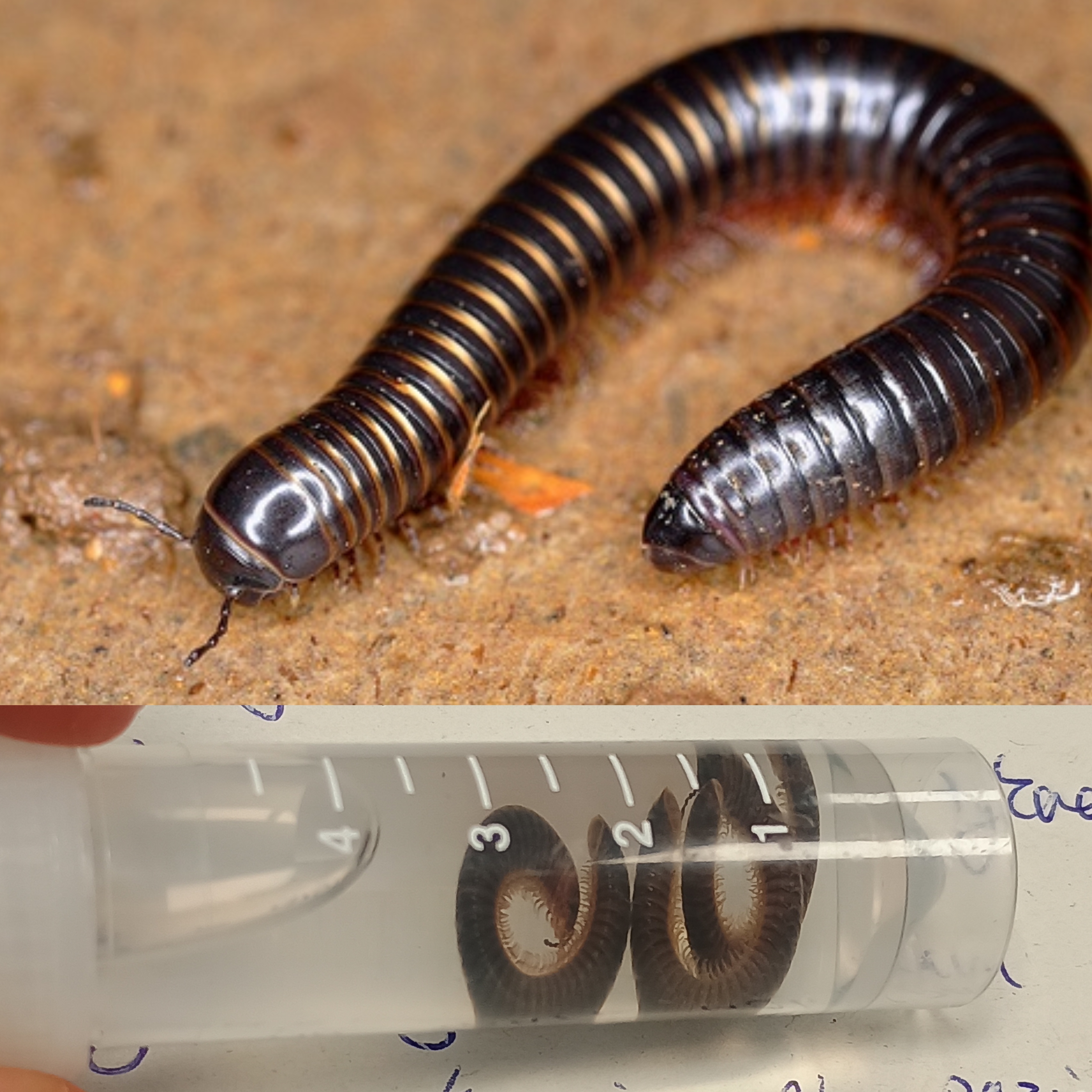 <p>Kmeň Arthropoda → Mandibulata → Podkmeň Myriapoda → Trieda Diplopoda</p>