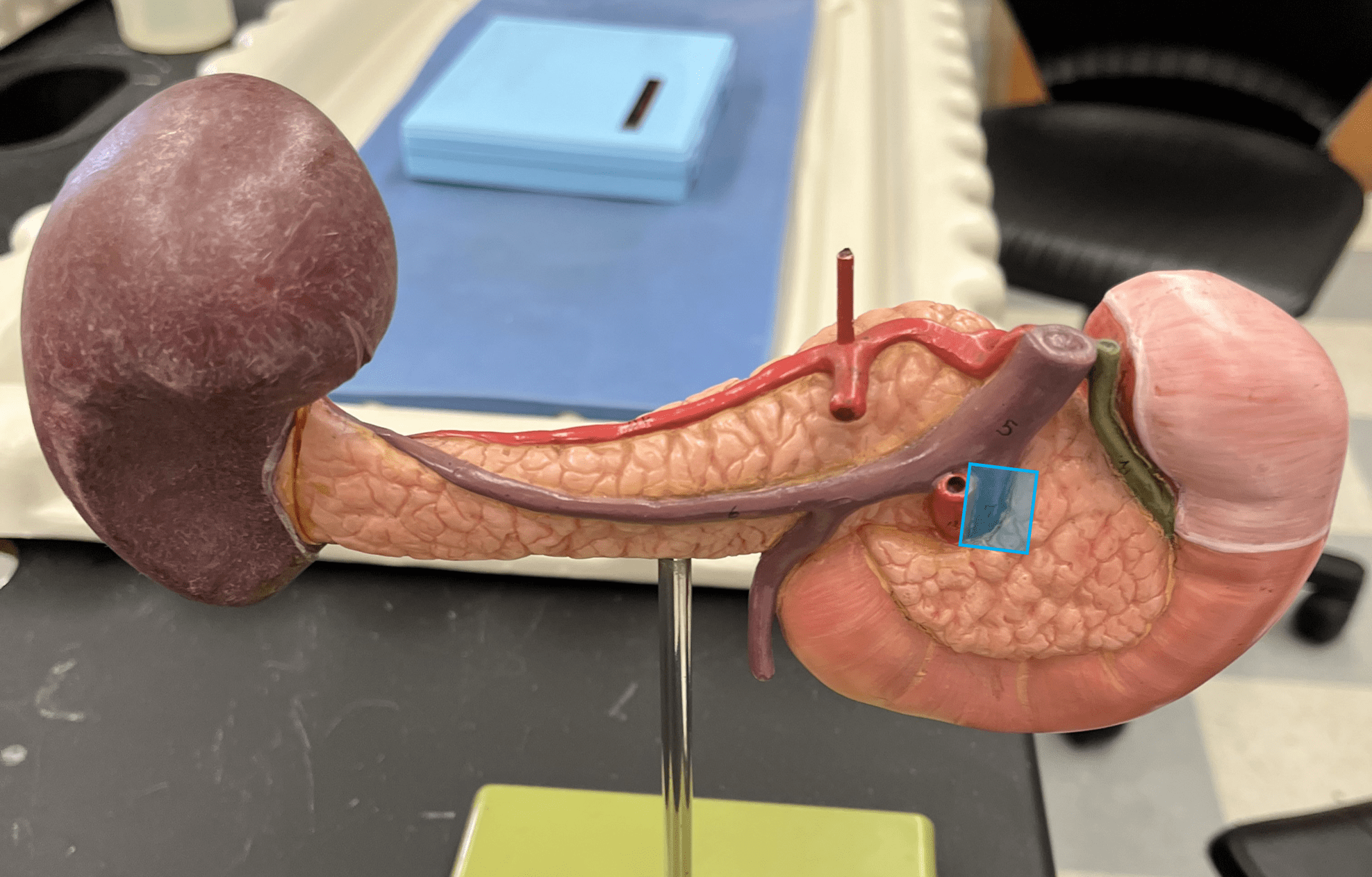 <p>• A vein of the hepatic portal system.</p>
<p>• Drains the entire small intestine and parts of the colon and stomach.</p>
<p>• Empties into the hepatic portal vein.</p>