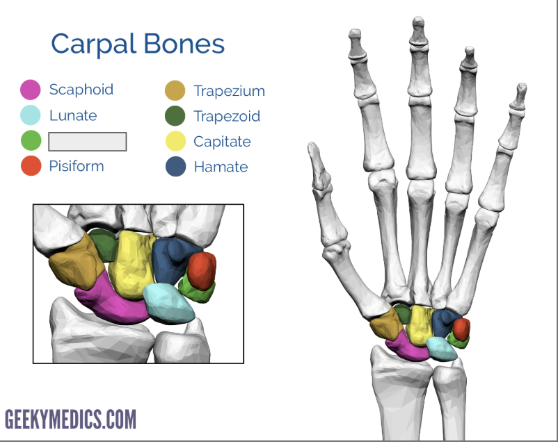 <p>Name the covered bone</p>