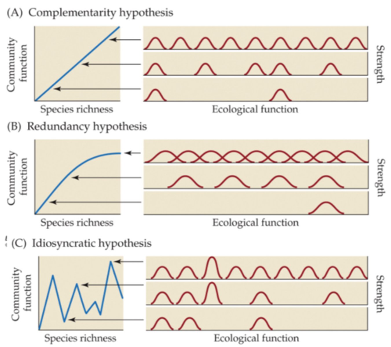 <p>complementarity hypothesis - inc. diversity means linear inc. in community function (no limit)</p><p>redundancy hypothesis - threshold of community function after a certain point of species addition</p><p>idiosyncratic hypothesis - big variety in ecological function such that community function depends heavily on types of species being added</p>
