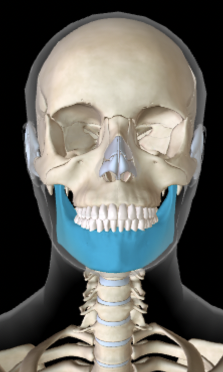 <p>Which bone is this?</p>