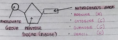 <ul><li><p>A pentose sugar (ribose)</p></li><li><p>A phosphate group</p></li><li><p>A nitrogenous organic base</p></li></ul>