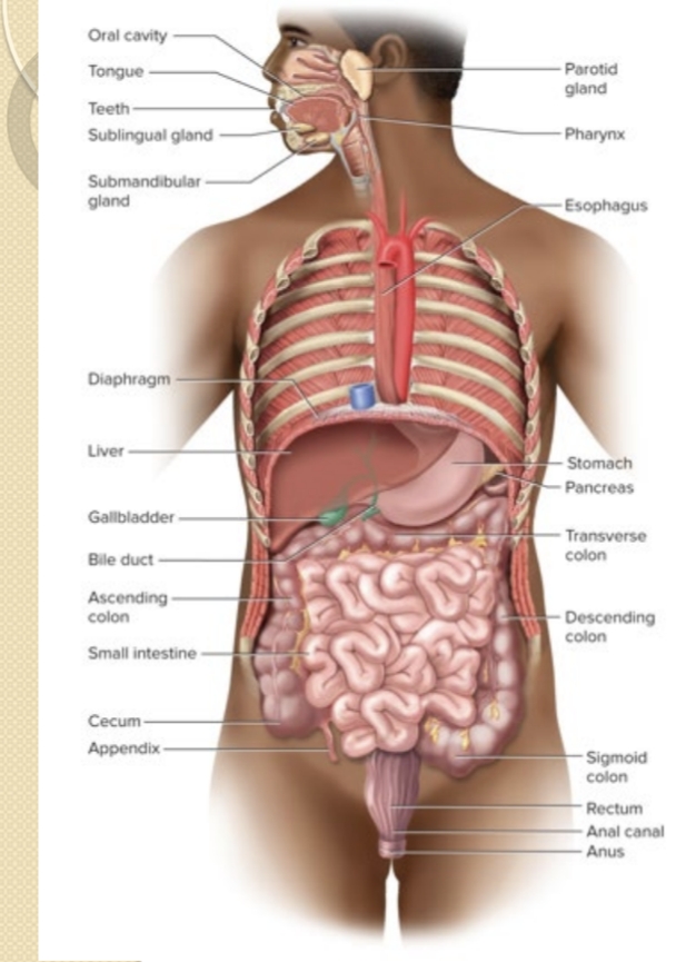 <p>Which organs compose the GI tract?</p>