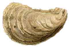 <p>Eastern oyster</p>