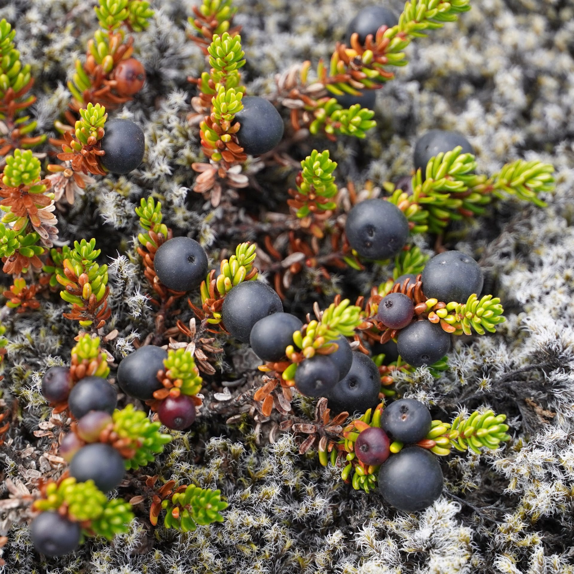 <p>Crowberry</p>